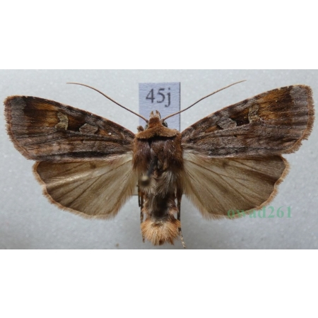 Diarsia brunnea (Denis & Schiffermüller, 1775) Rolnica brunatna Czech45j